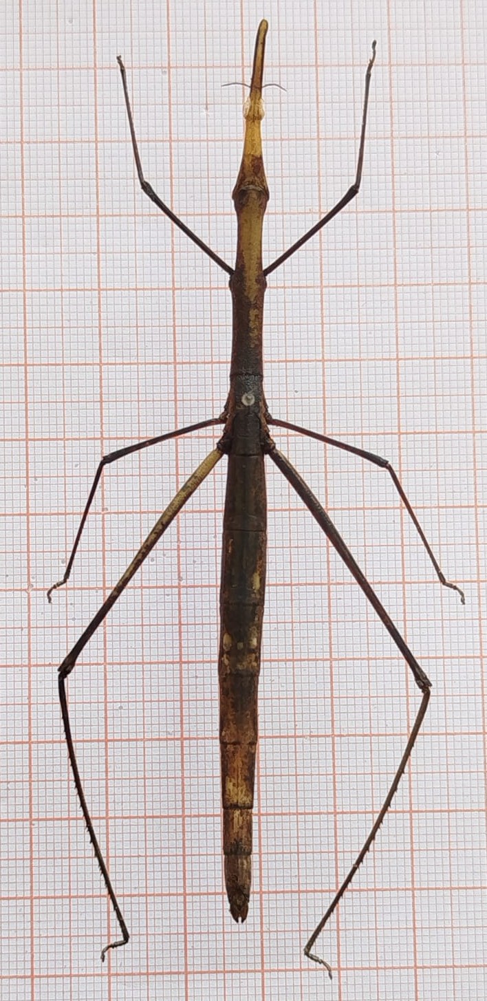 Orthoptera - Imagem 4