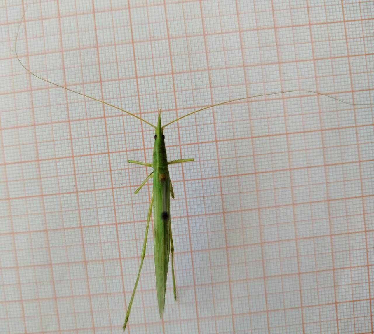 Orthoptera - Imagem 5