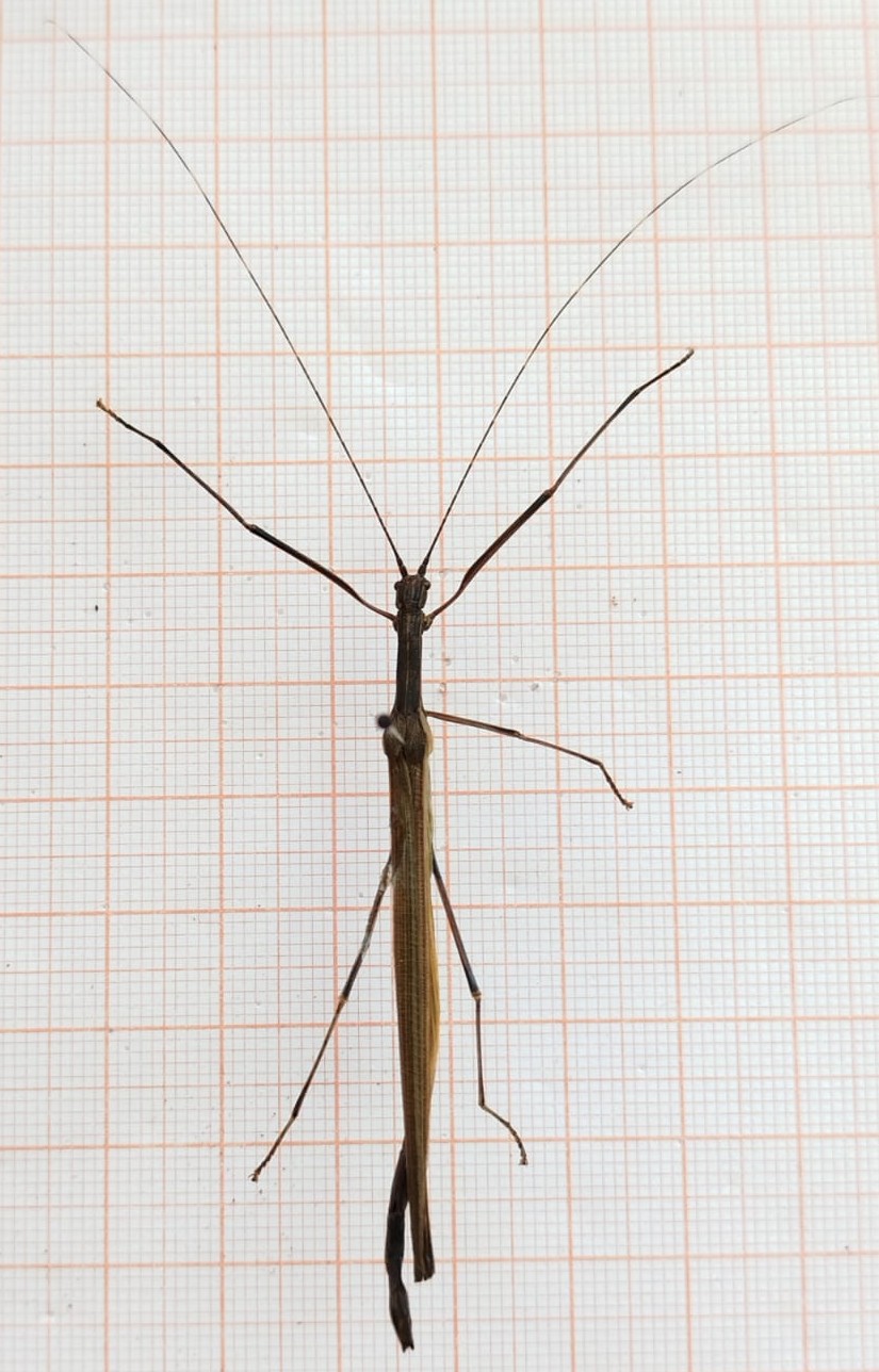 Phasmatodea - Imagem 1