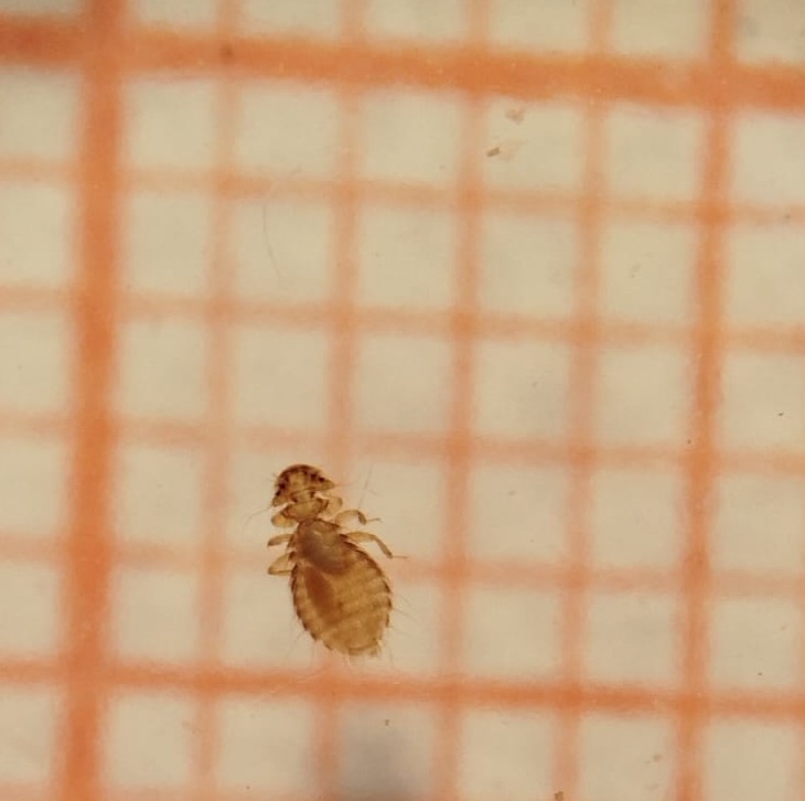 Phthiraptera - Imagem 1