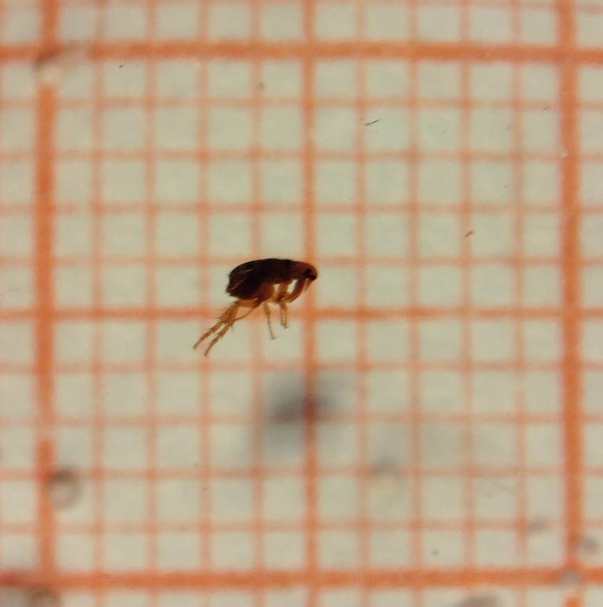 Siphonaptera - Imagem 1