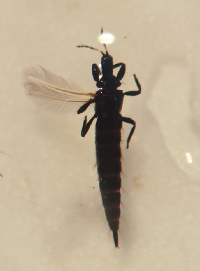 Thysanoptera - Imagem 1
